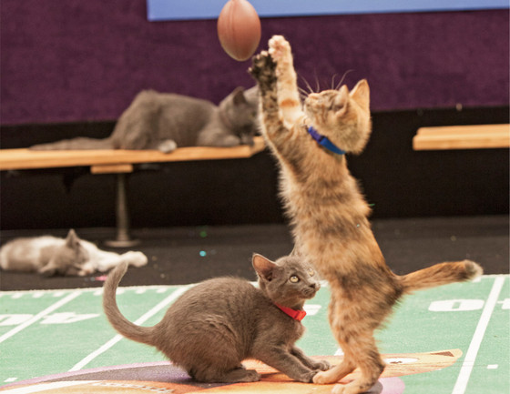 Kitten Bowl Kitten Bowl
